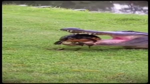 ناکامی تمساح در برابر لاکپشت