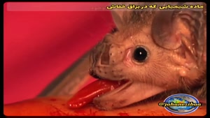خفاش خون آشام جزء عجیب ترین حیوانات