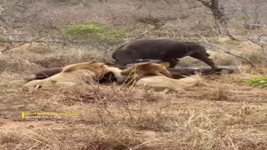 شکار بوفالو توسط 3 شیر گرسنه و وحشی