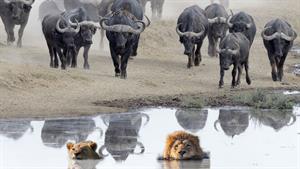حیات وحش - بوفالوهای خشمگین در حال تعقیب شیرها 