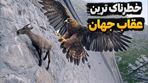 حیات وحش - خطرناک ترین عقاب های جهان