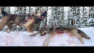 نبرد حیوانات - نبرد و جنگ های مرگبار گرگ ها و سگ ها
