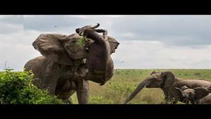 نبرد حیوانات - درگیری شدید بین فیل و گاو وحشی 