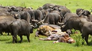 نبرد حیوانات - گله دیوانه بوفالو ، شیر را کشت