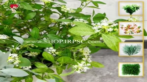 تولید شاخه گل مصنوعی یاس در 3 رنگ بندی| فروشگاه ملی