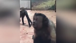 ویدئو های ترسناک از حیواناتی با صورتهای انسان