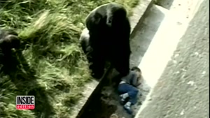 پرت شدن وحشتناک بچه در قفس شامپانزه ها