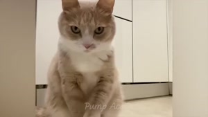 ویدئوی زیبا از بازیگوشی بچه گربه ها