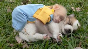 لحظات زیبای بچه میمون سو و توله سگ ها هنگام بازی و خواب