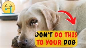 16 جنایتی که از نظر عاطفی به سگ شما آسیب می رساند
