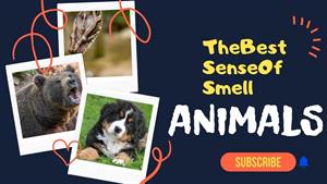 کدام حیوانات قوی ترین حس بویایی را دارند؟