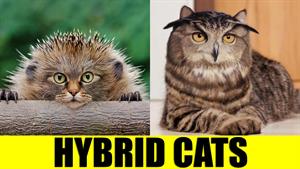 گربه های هیبریدی - حیواناتی که وجود ندارند