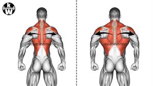 تمرینات عضلات پشت برای افزایش سریع عرض پشت