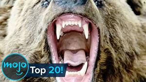 20 تا از خطرناک ترین حیوانات جهان
