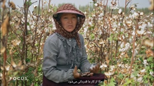 صنعت پنبه ازبکستان پس از تحریم دوباره رونق گرفت