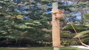 پلنگ اینجوری از درخت بالا میره/کلیپ حیات وحش