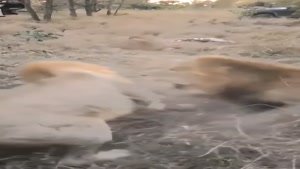 جنگ ترسناک و دیدنی دو شیر نر عصبانی