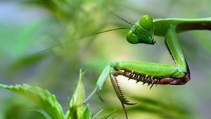 نبرد حیوانات - بهترین مبارزه بین Mantis و HORNET