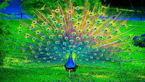 حیات وحش - حرکات زیبای طاووس ها