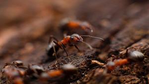 نبرد حیوانات - ارتش مورچه ها به لانه موریانه حمله می کنند
