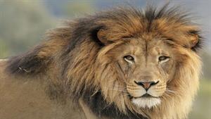 نبرد حیوانات - حمله بوفالو احمق به شیر آلفا