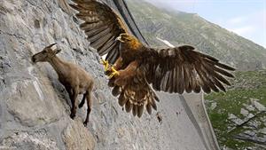 حیات وحش - وقتی بز کوهی اسیر عقاب ها می شود