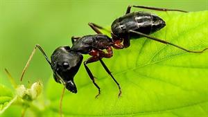 وقتی دو مورچه سیاه و دو مورچه قرمز در مقابل هم قرار می گیرند
