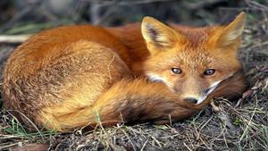 حیات وحش - چگونه روباه یک مار زنگی غول پیکر را می خورد 