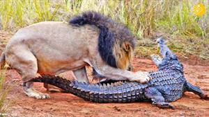 نبرد حیوانات - تمساح مجروح در مقابل شیر