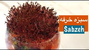 سبزه خرفه - زیباترین و سریع ترین سبزه 