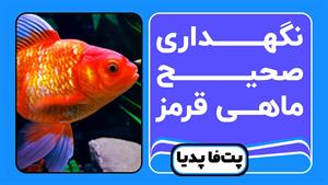 شرایط نگهداری ماهی قرمز (ماهی عید) یا ماهی گلی
