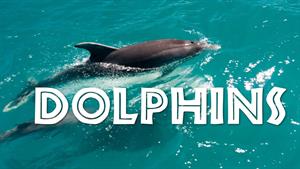 اشنایی با دلفین های بامزه و باهوش