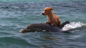 حیات وحش / دوستی سگ و دلفین