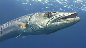 کلیپ زیبای ماهی های غول پیکر