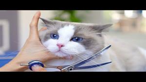 آیا تا به حال گربه ای با چشمان آبی به این زیبایی دیده اید؟