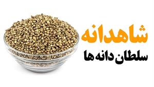 خواص شاهدانه، سلطان دانه های مغذی