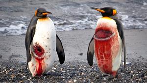 در باره زندگی سخت  پنگوئن ها