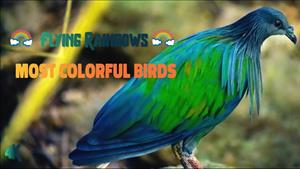 کشف رنگارنگ ترین پرندگان  با موسیقی آرامش بخش