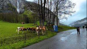 زوریخ، سوئیس   راهپیمایی با باران شدید 