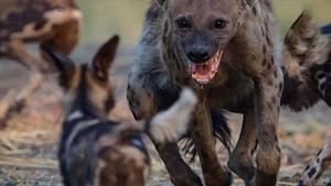 نبرد حیوانات - مبارزه سگ های وحشی با قدرتمندترین حیوانات
