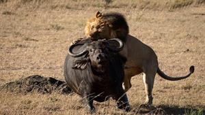 نبرد حیوانات - پرتاب غافلگیرانه بوفالو توسط شیر