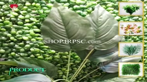 تولید بوته گرینوال مصنوعی جدید طرح پتوس برگ پهن| فروشگاه ملی