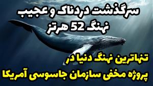 سرگذشت دردناک و عجیب نهنگ 52 هرتز - تنهاترین نهنگ دنیا 