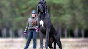 بزرگ ترین سگ های جهان 