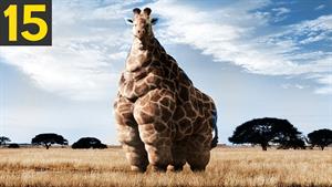چاق ترین حیوانات دنیا 