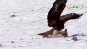مستند حیوانات - عقاب در مقابل یوزپلنگ