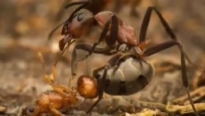 برده داری به روش مورچه ها
