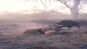 نجات جان بوفالو از چنگ شیر توسط خانواده اش