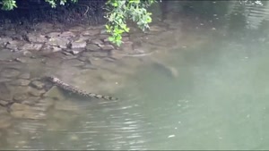حمله بی رحمانه تمساح به سمور آبی 