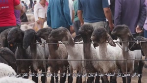 (ویدئو) حال و هوای عید قربان در بازارهای شین جیانگ